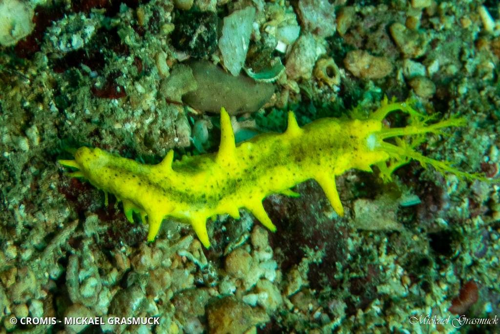 Holothurie robuste