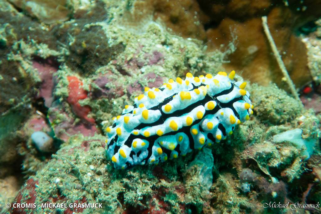 Phyllidie verruqueuse