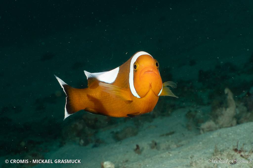 Poisson-clown selle