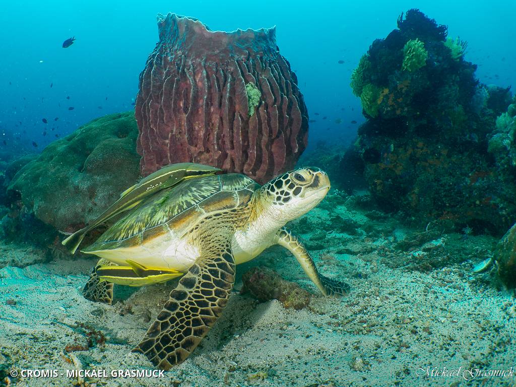 Tortue caouanne