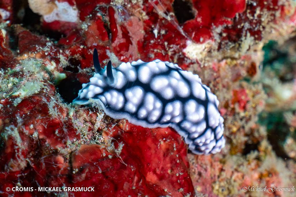 Phyllidie pustuleuse