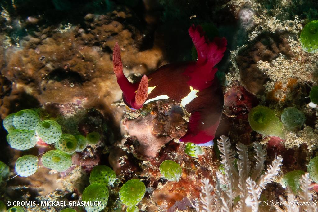 Nembrotha de Chamberlain