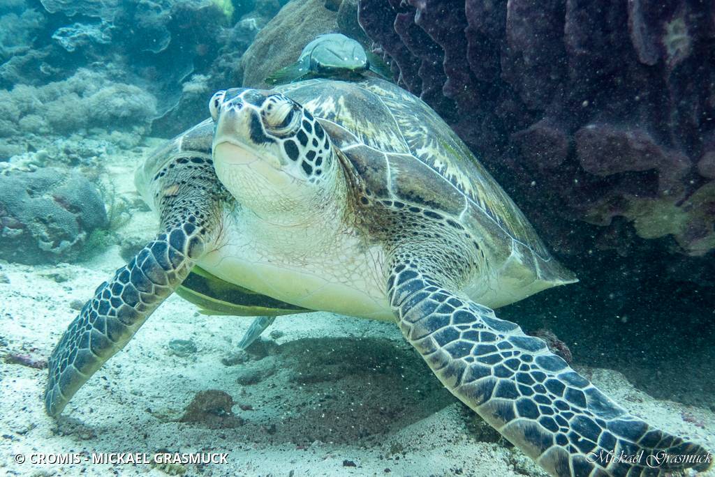Tortue caouanne