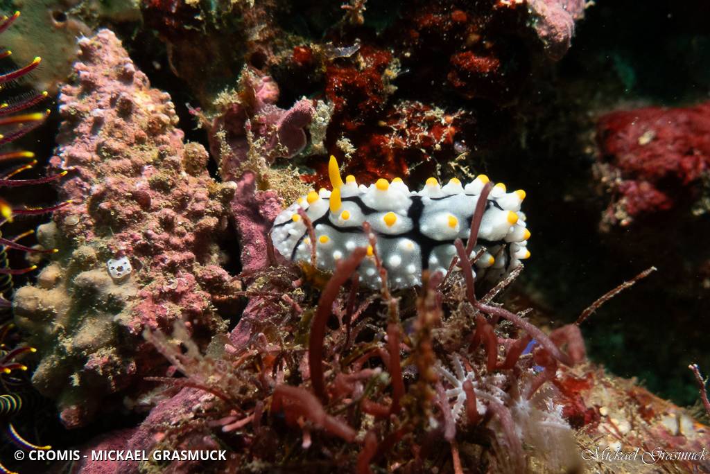 Phyllidie verruqueuse