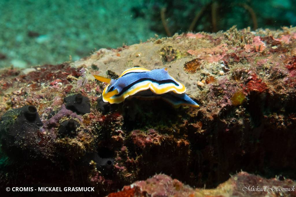 Chromodoris d'Anne