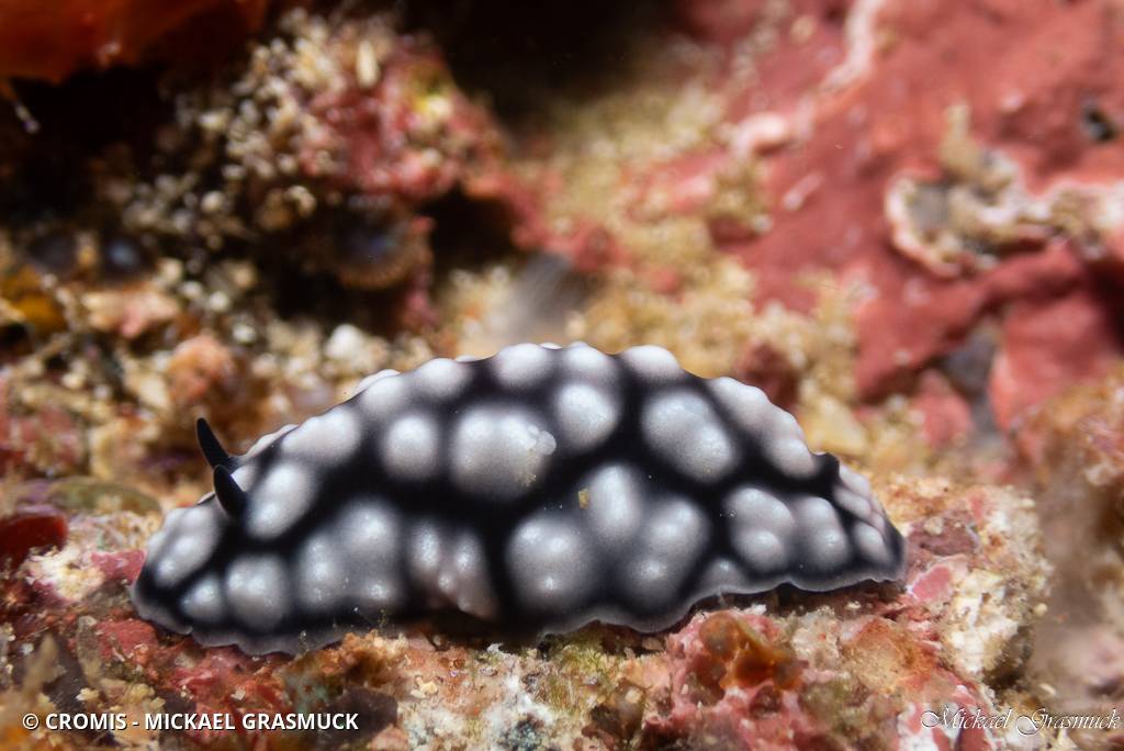 Phyllidie pustuleuse