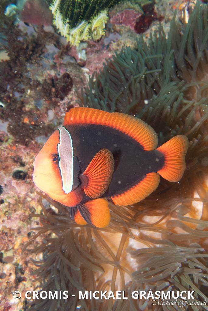 Poisson-clown bistré
