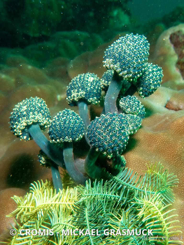 Ascidie pédonculée bleue