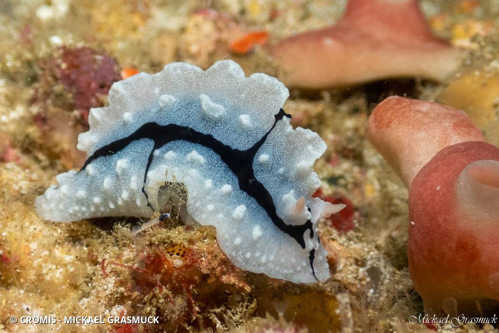 Phyllidiopsis de Shireen