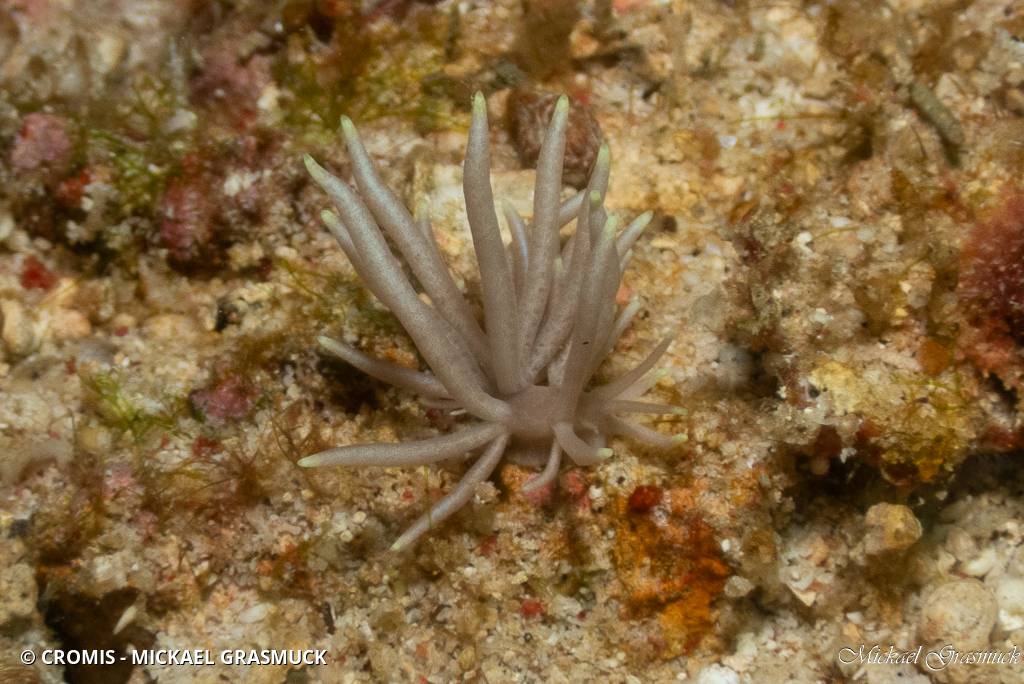 Phyllodesmium gracile