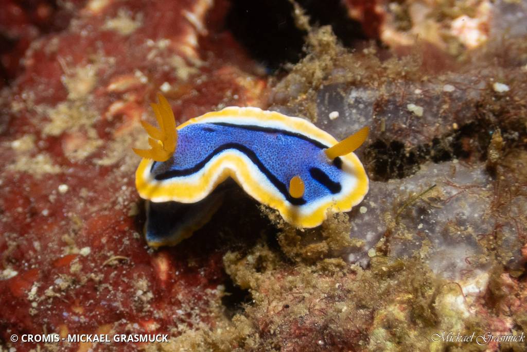 Chromodoris d'Anne