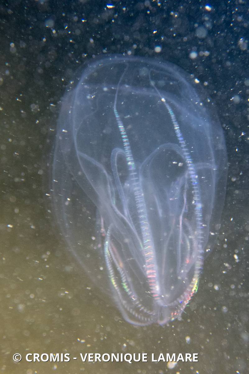 Mnémiopsis