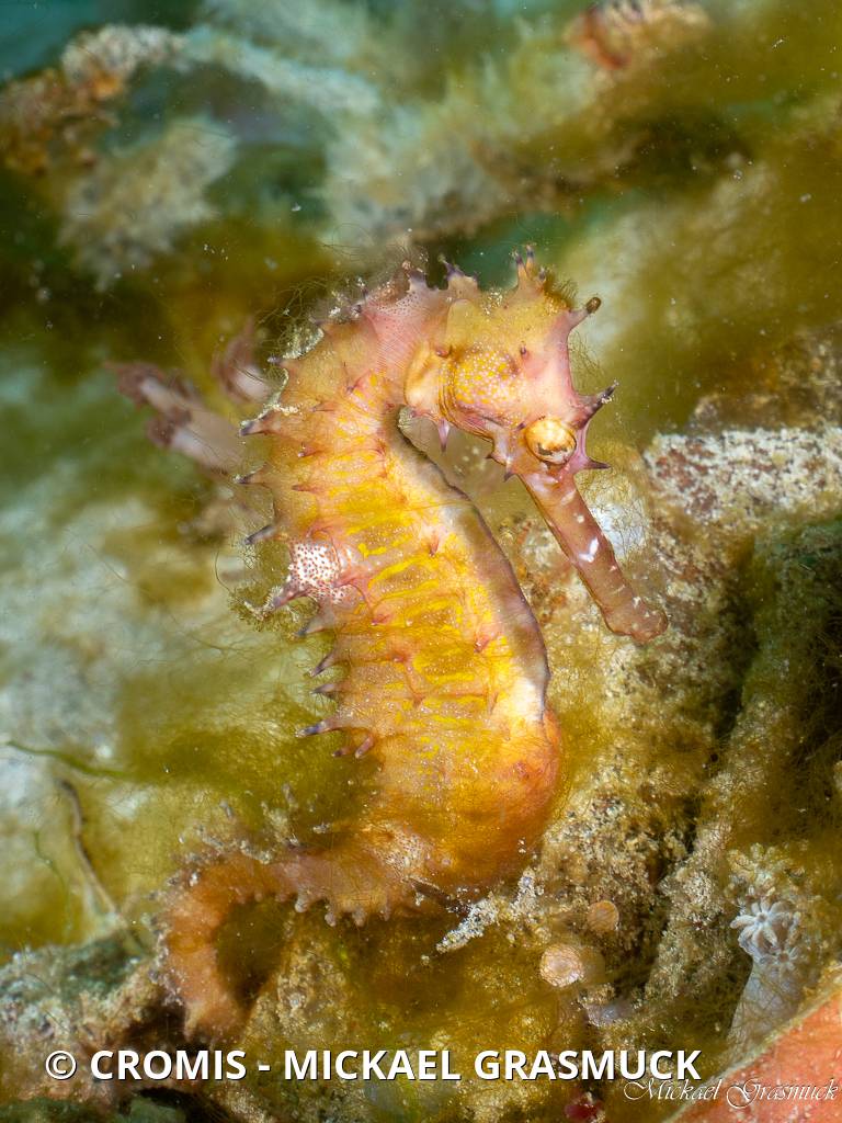 Hippocampe hérissé