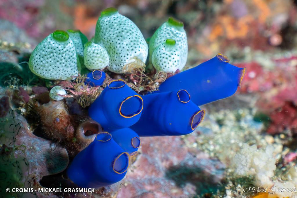 Claveline bleue tropicale