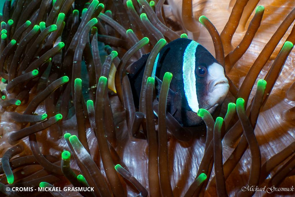 Poisson-clown de Clark