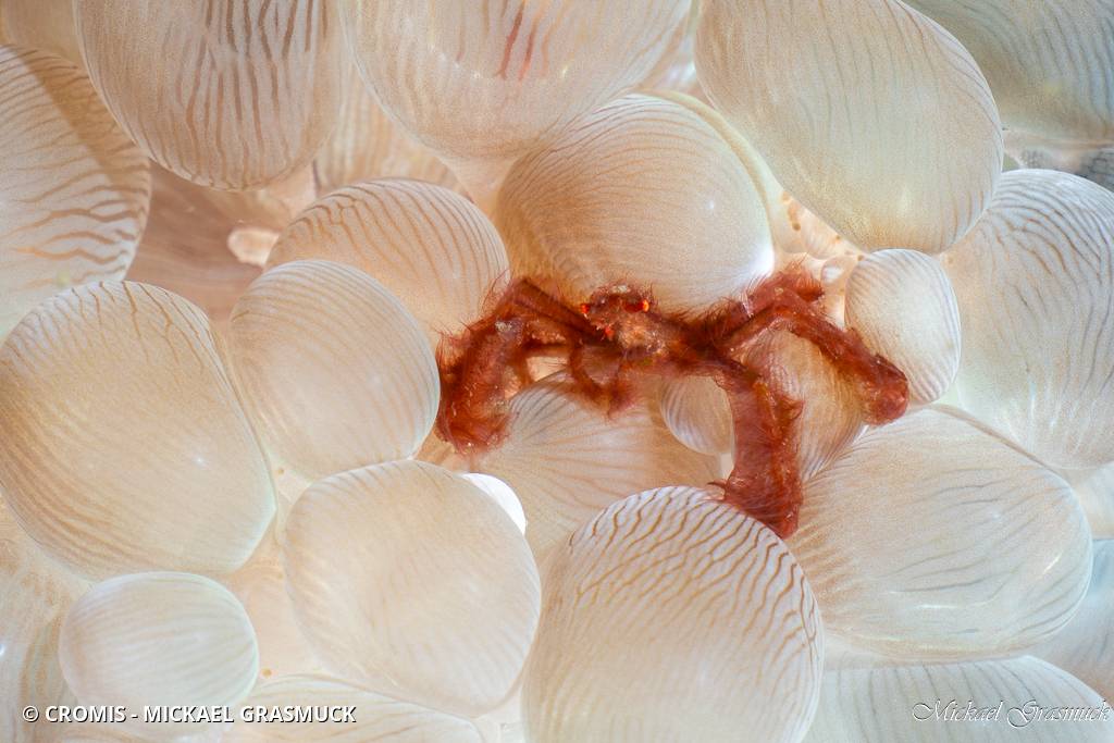 Crabe orang-outan
