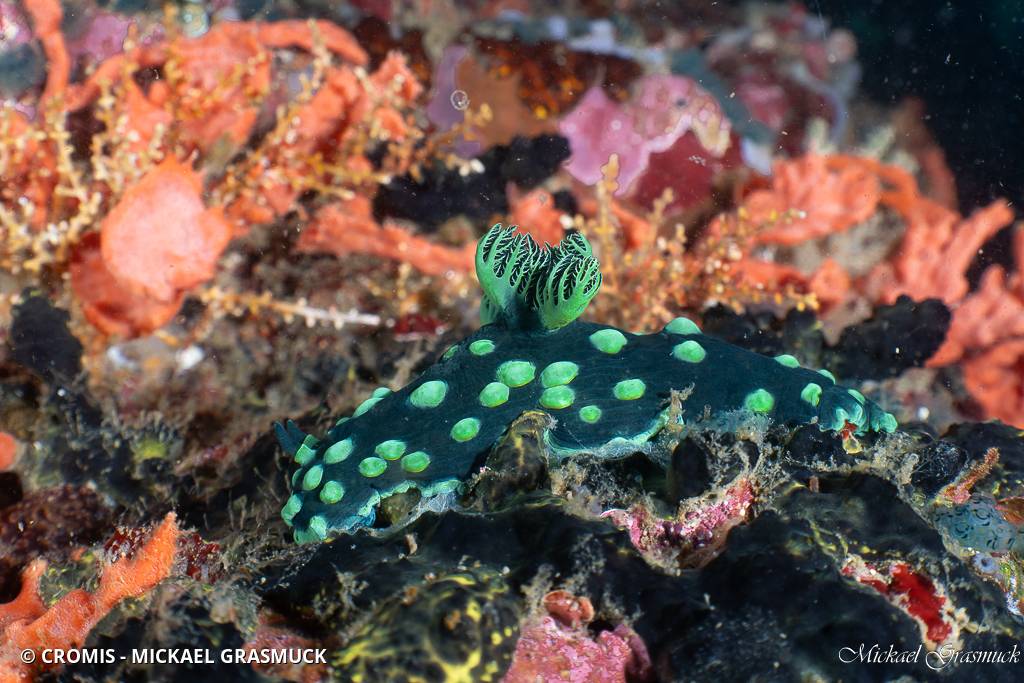 Nembrotha noir et vert