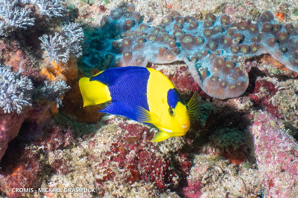 Poisson-ange nain bicolore
