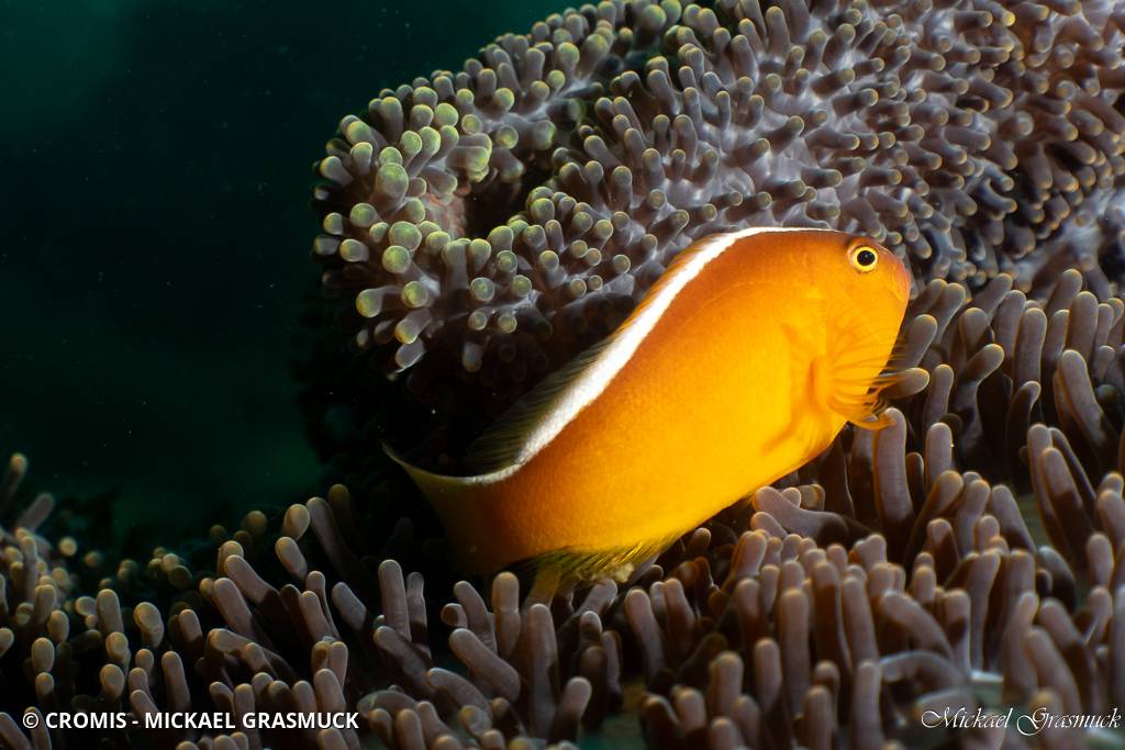 Poisson-clown mouffette