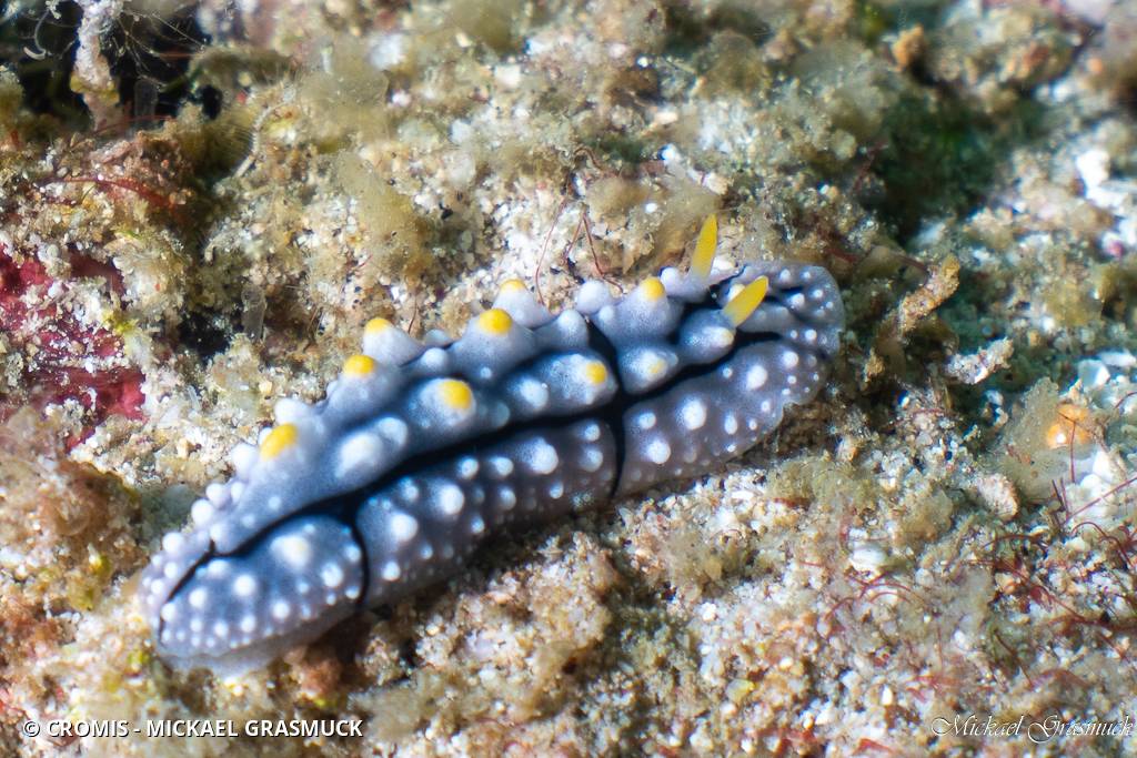 Phyllidie élégante