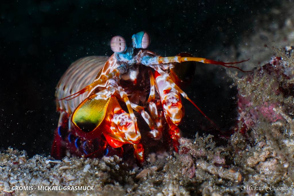 Mante de mer paon