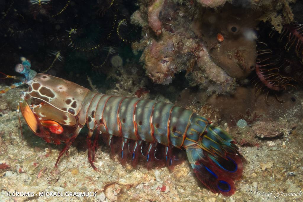 Mante de mer paon