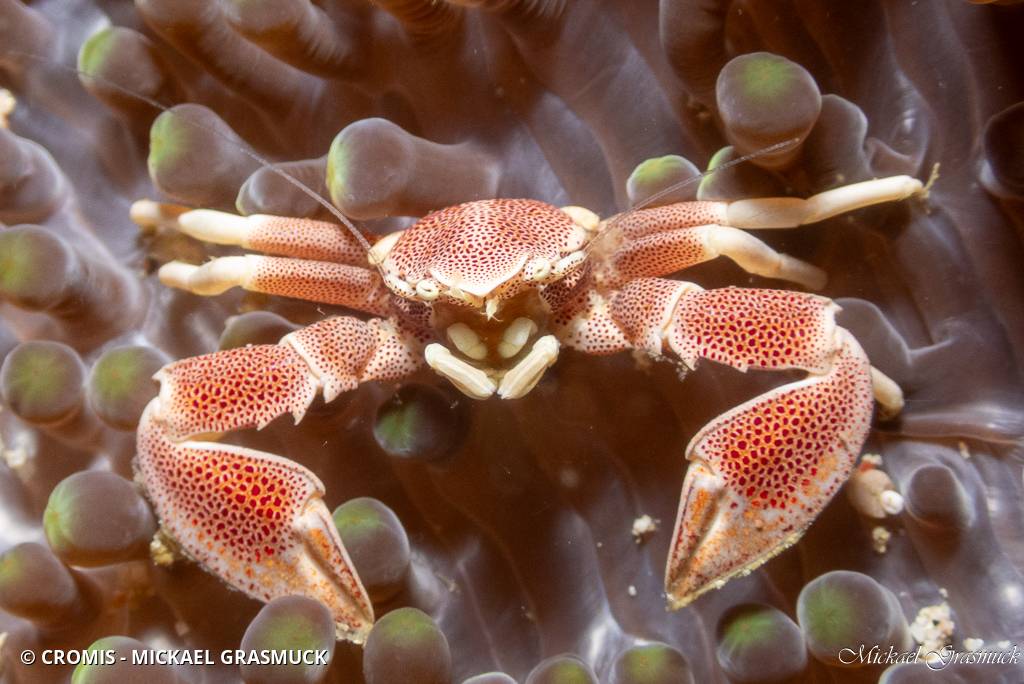 Crabe porcelaine
