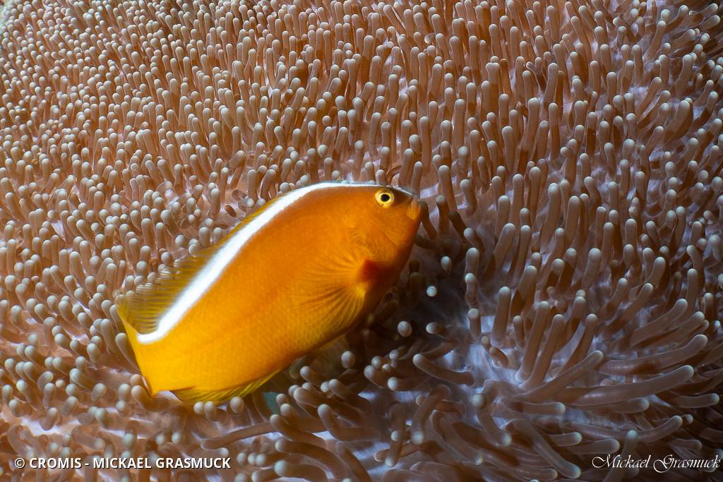 Poisson-clown mouffette