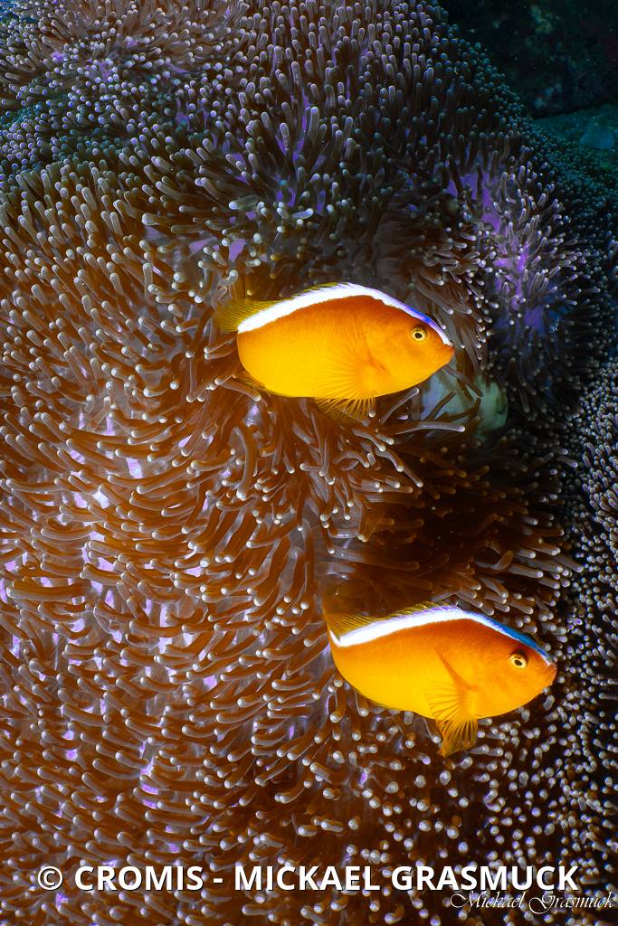Poisson-clown mouffette