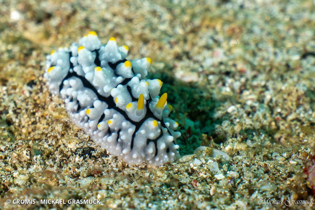 Phyllidie verruqueuse
