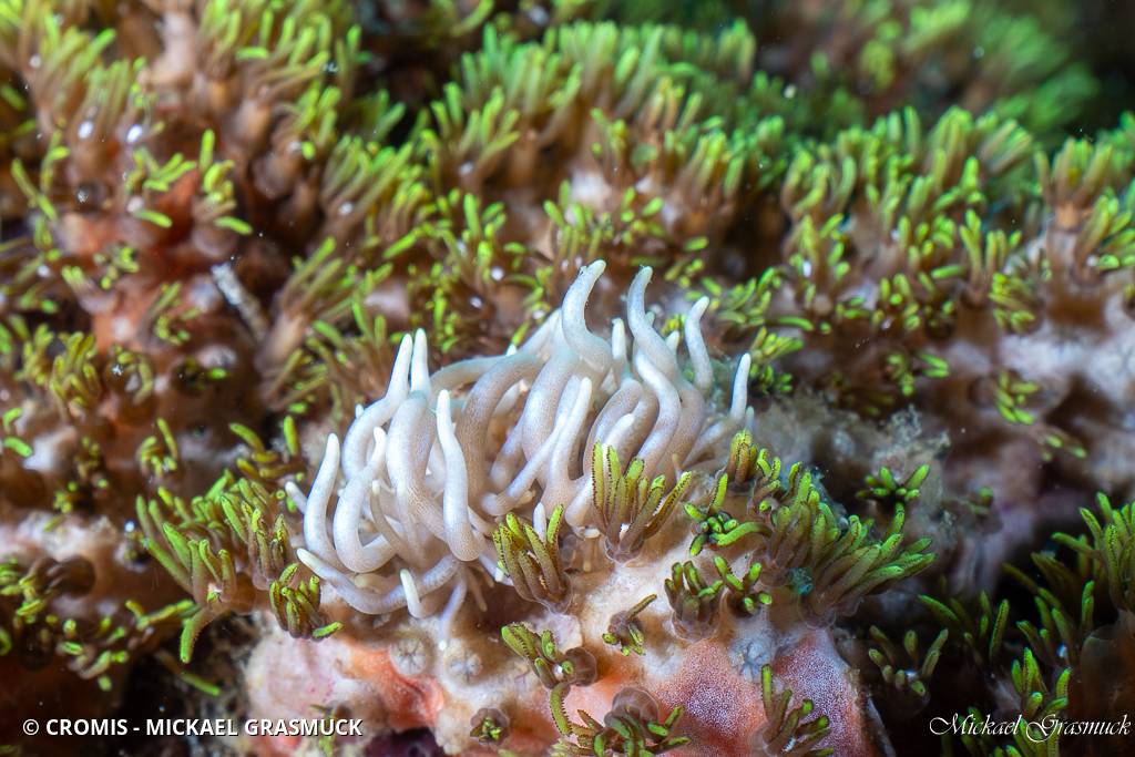 Phyllodesmium gracile