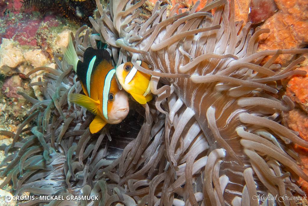 Poisson-clown de Clark