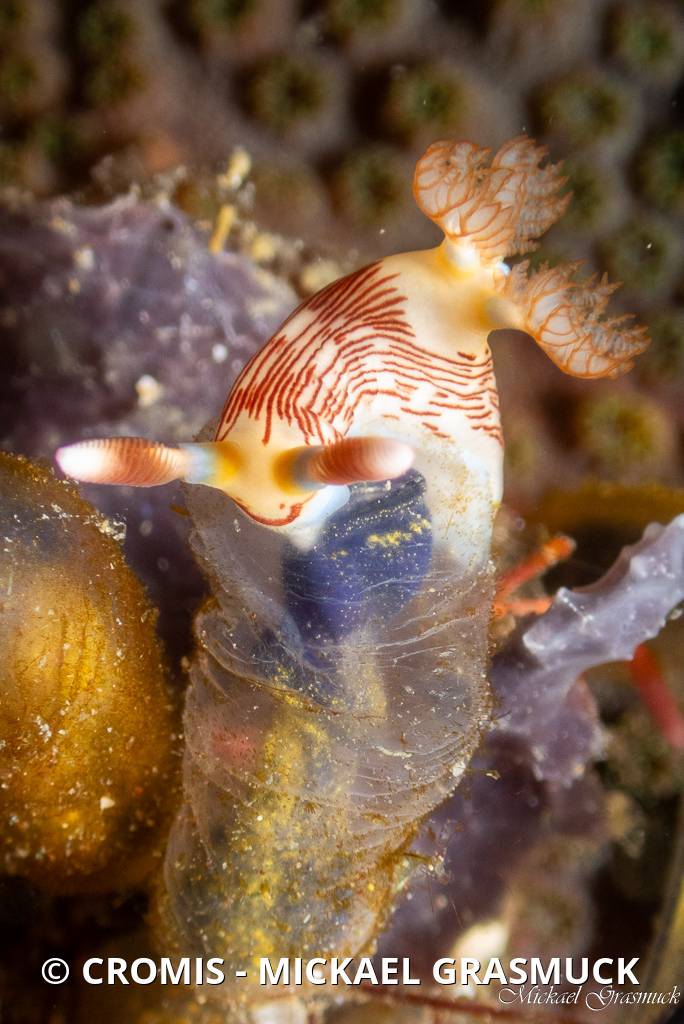 Nembrotha dorée