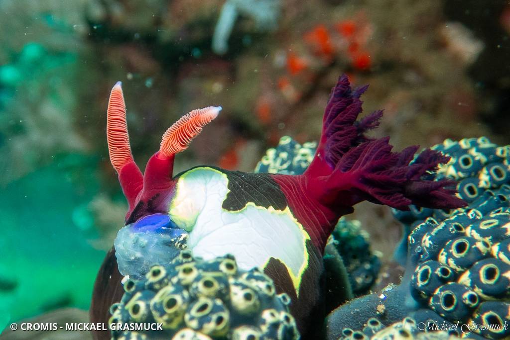 Nembrotha de Chamberlain