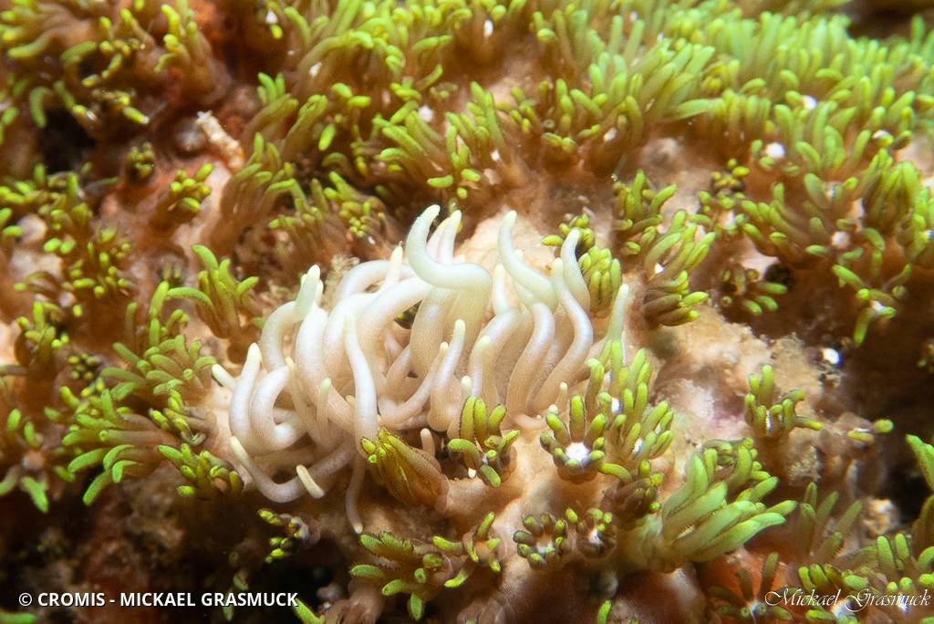 Phyllodesmium gracile