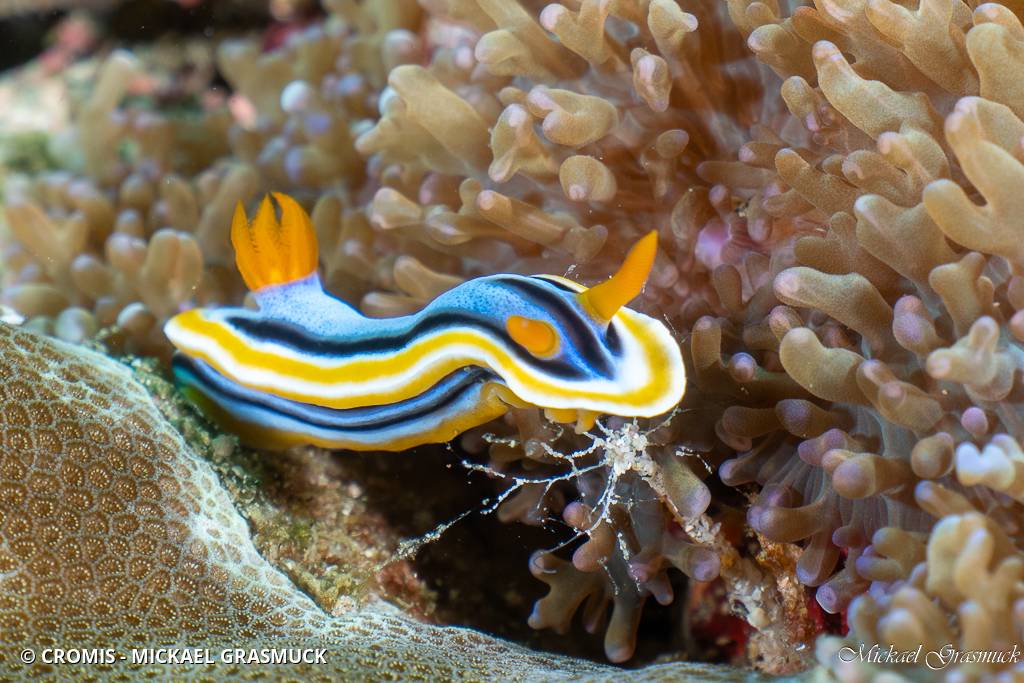 Chromodoris d'Anne