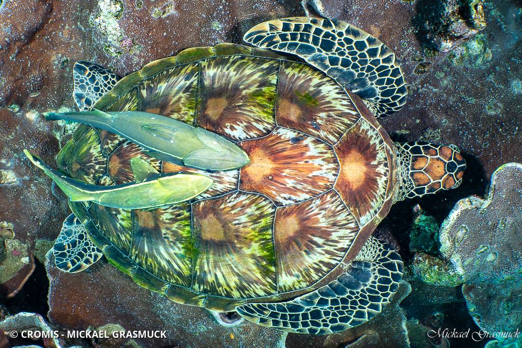 Tortue caouanne