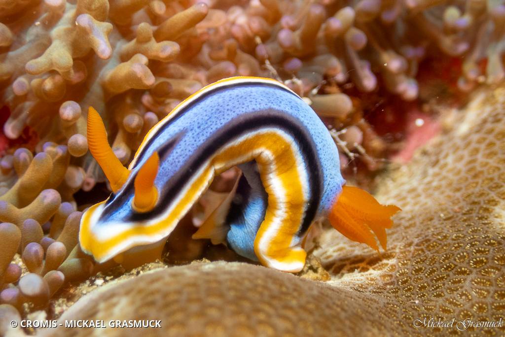 Chromodoris d'Anne