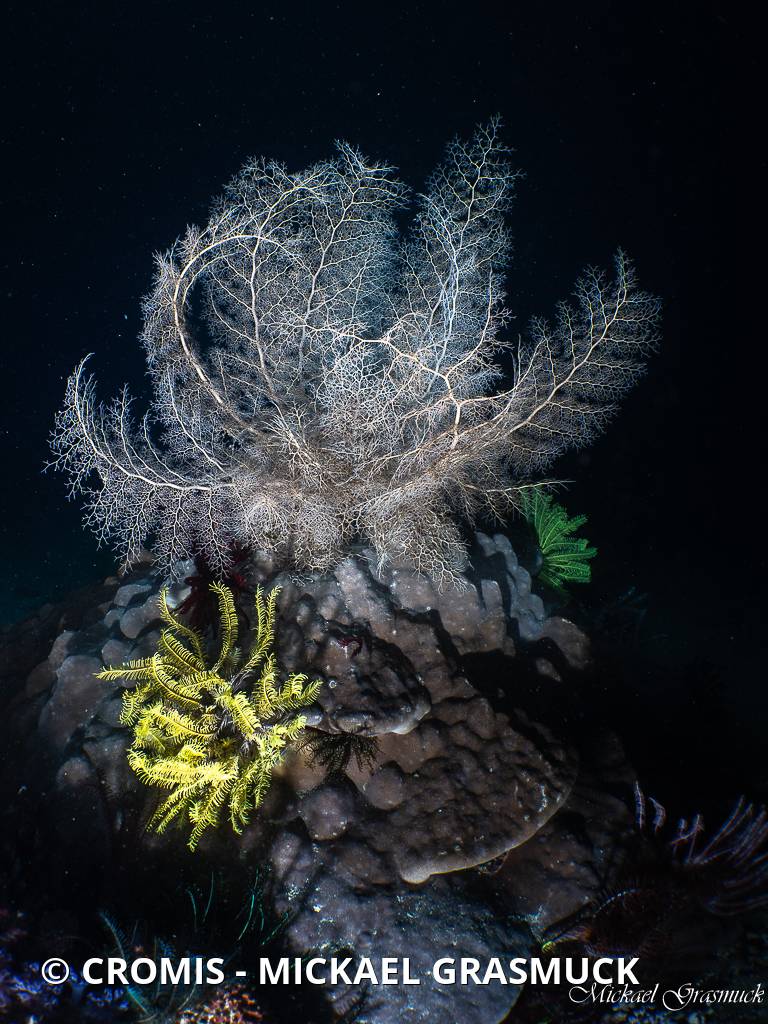 Gorgonocéphale nu