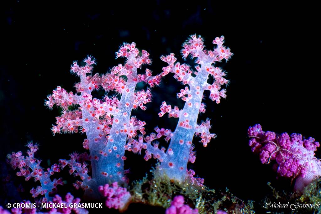 Alcyonaire épineux
