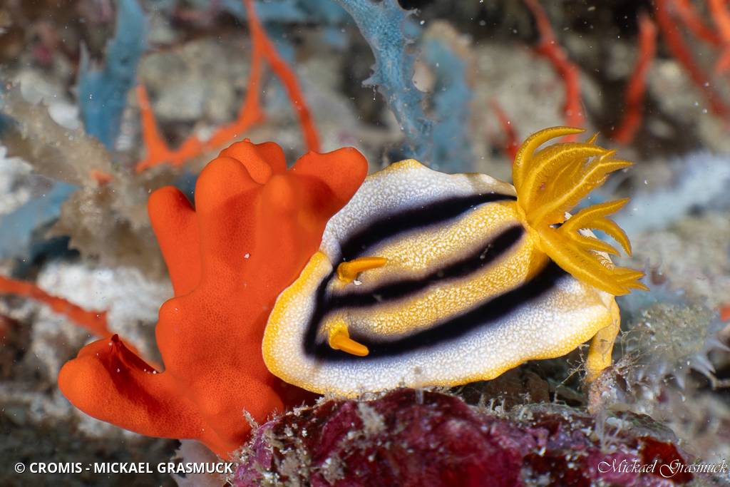Chromodoris de Josh