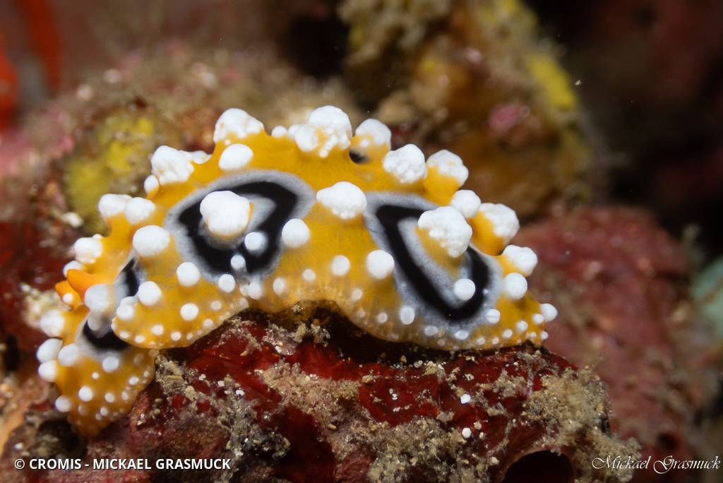 Phyllidie ocellée