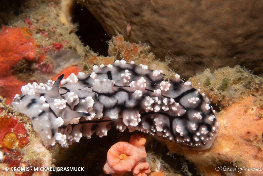 Phyllidie pustuleuse