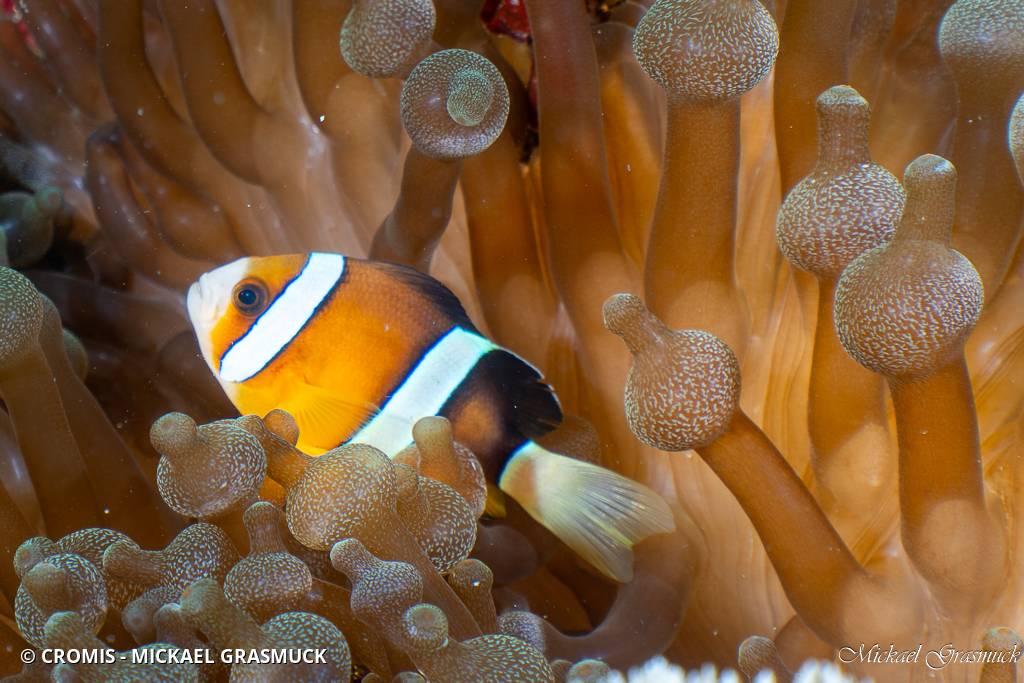 Poisson-clown de Clark