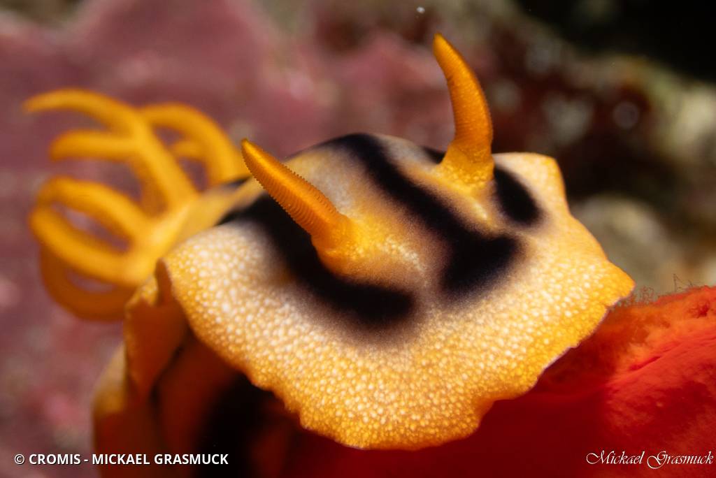 Chromodoris de Josh