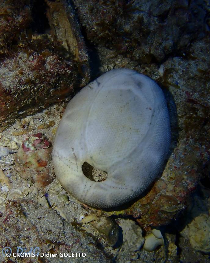 Plagiobrissus de Costa