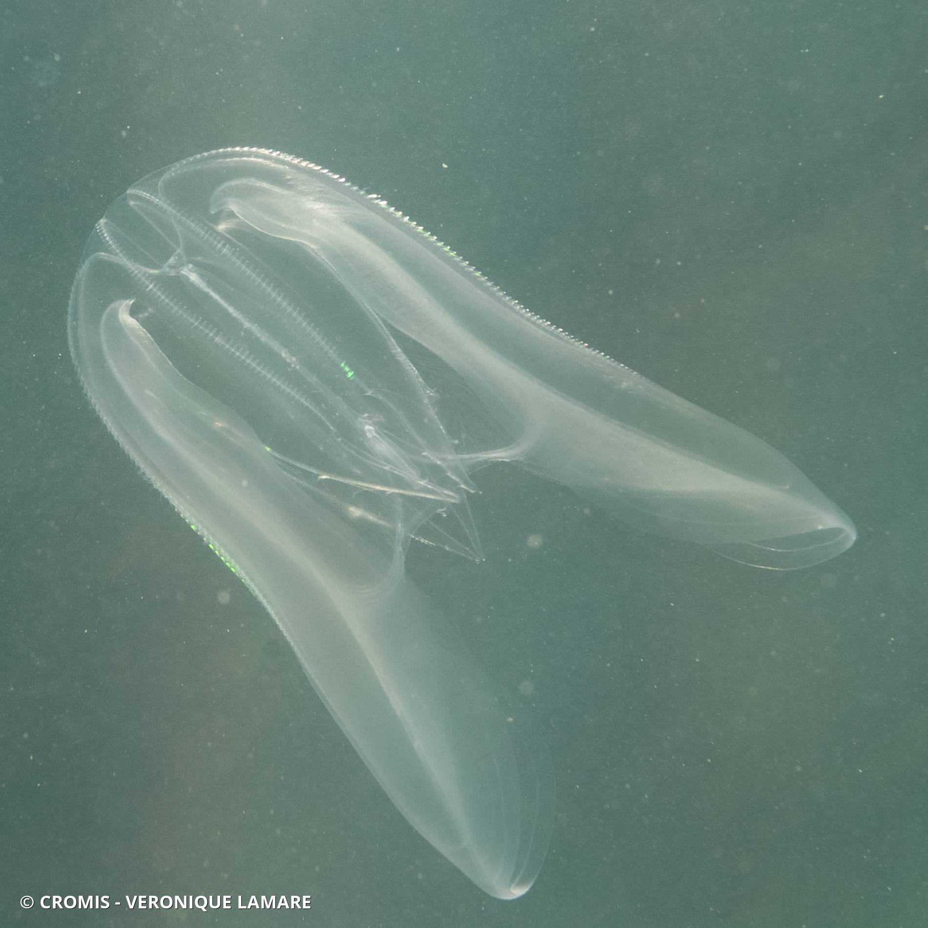 Mnémiopsis