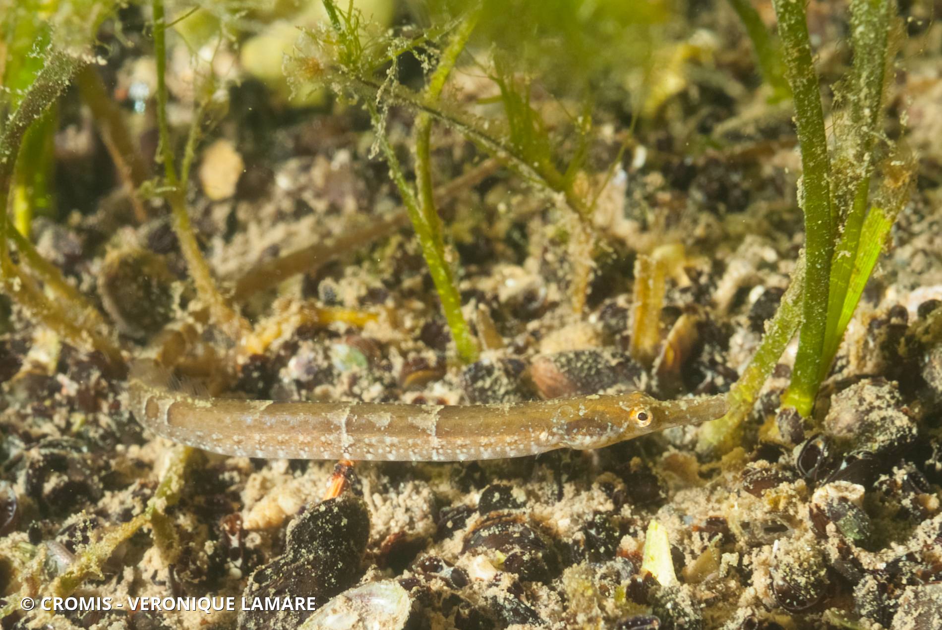 Syngnathe de lagune
