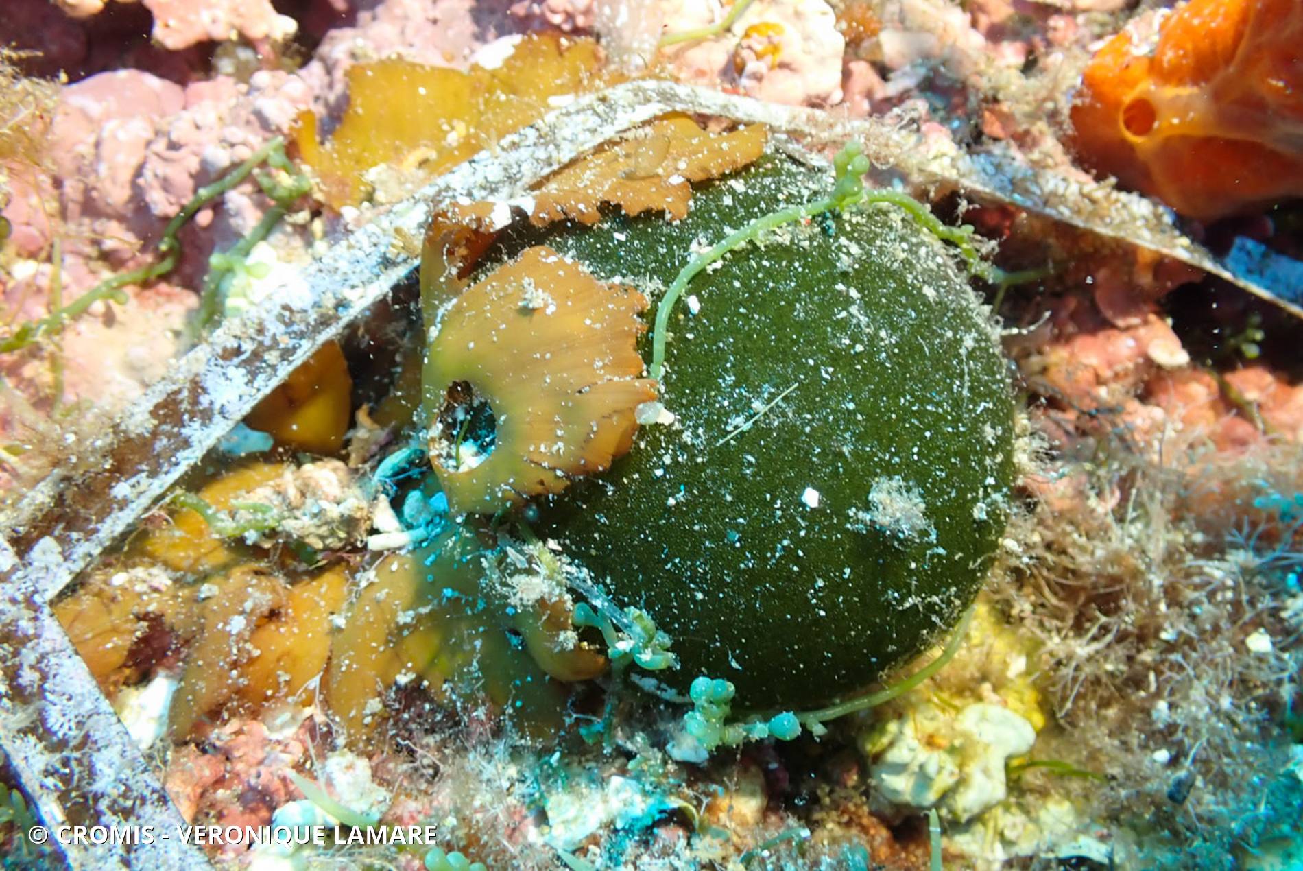 Caulerpe cylindracée