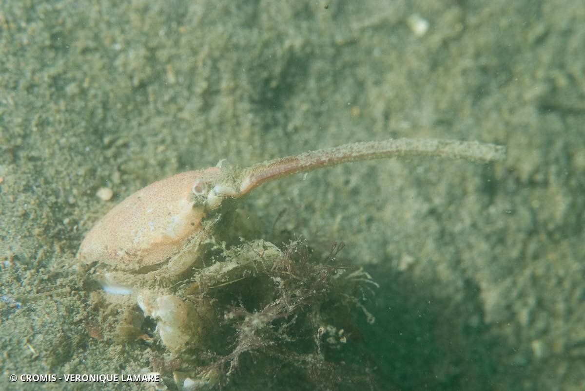 Crabe masqué